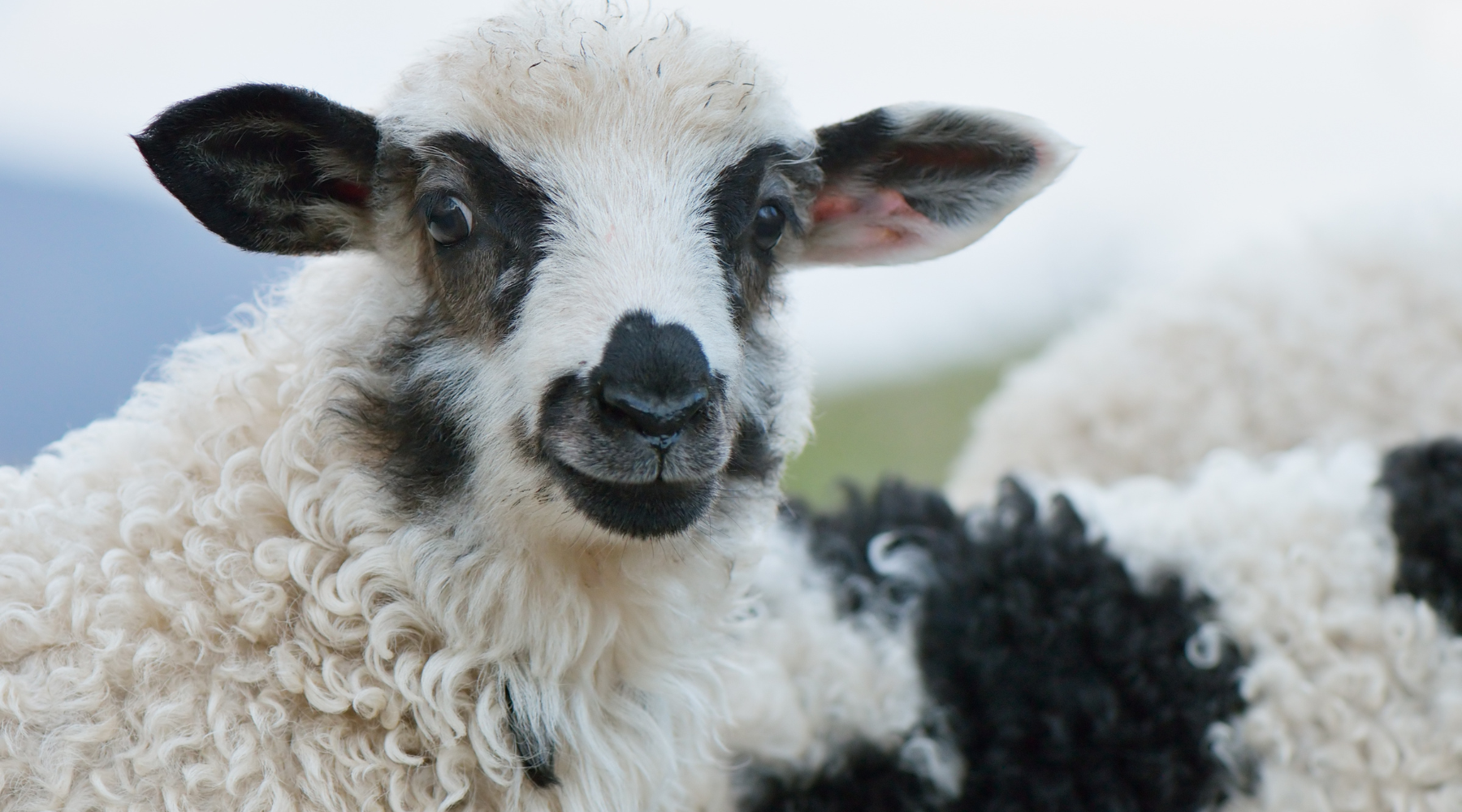Mouton à la laine de couleur noir et blanc